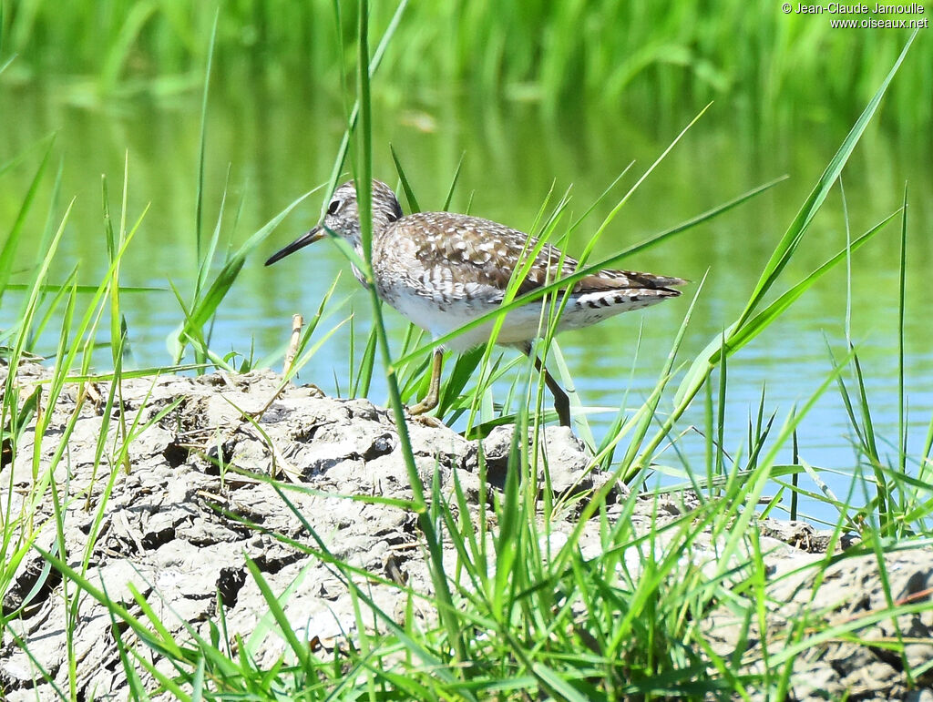 Wood Sandpiper