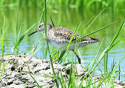 Wood Sandpiper