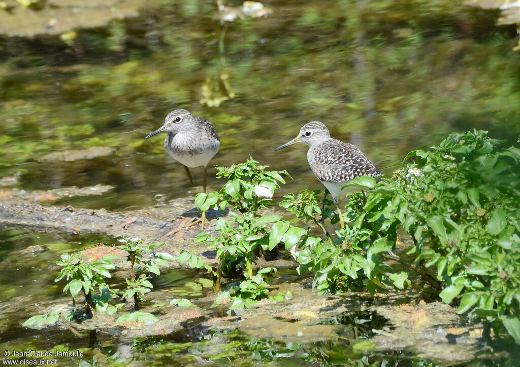 Wood Sandpiper