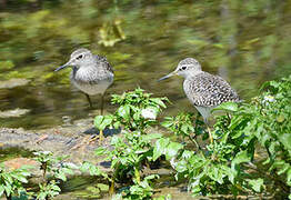 Wood Sandpiper