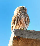 Little Owl