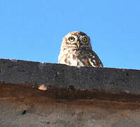 Little Owl