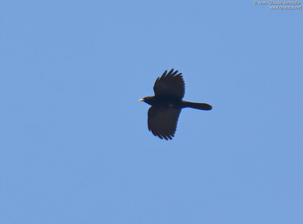 Alpine Chough