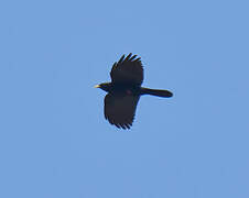 Alpine Chough