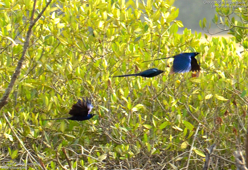 Long-tailed Glossy Starling, Flight