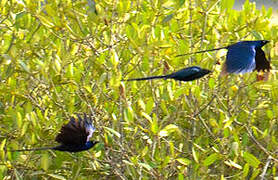 Long-tailed Glossy Starling