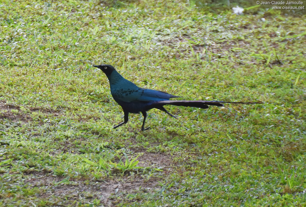 Long-tailed Glossy Starling