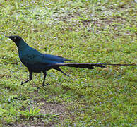 Long-tailed Glossy Starling