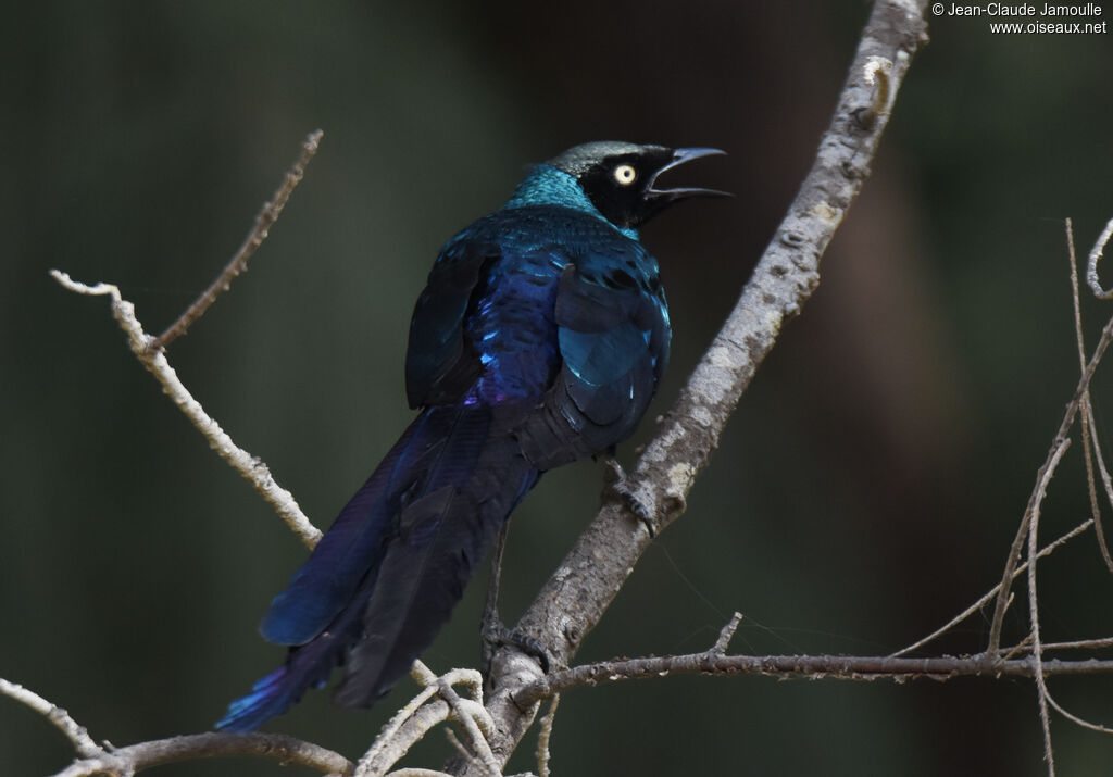 Long-tailed Glossy Starling