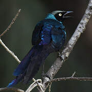 Long-tailed Glossy Starling