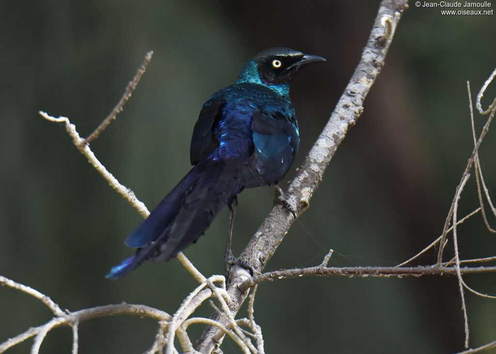 Long-tailed Glossy Starling