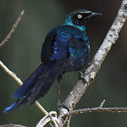 Long-tailed Glossy Starling