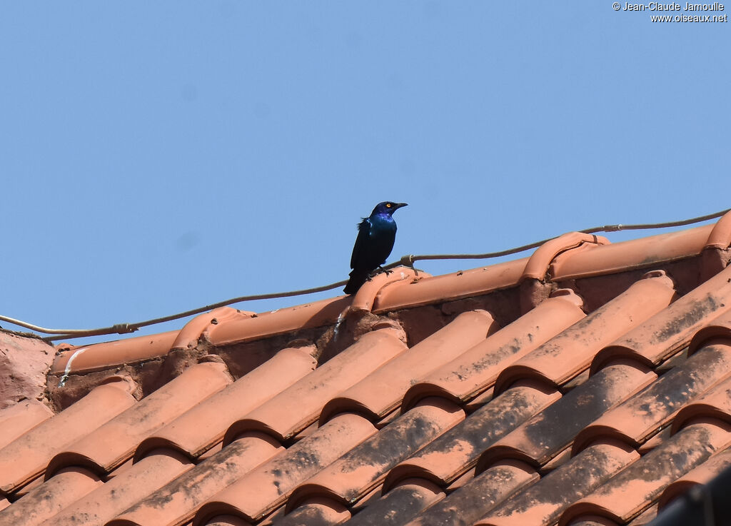 Black-bellied Starling