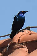 Black-bellied Starling