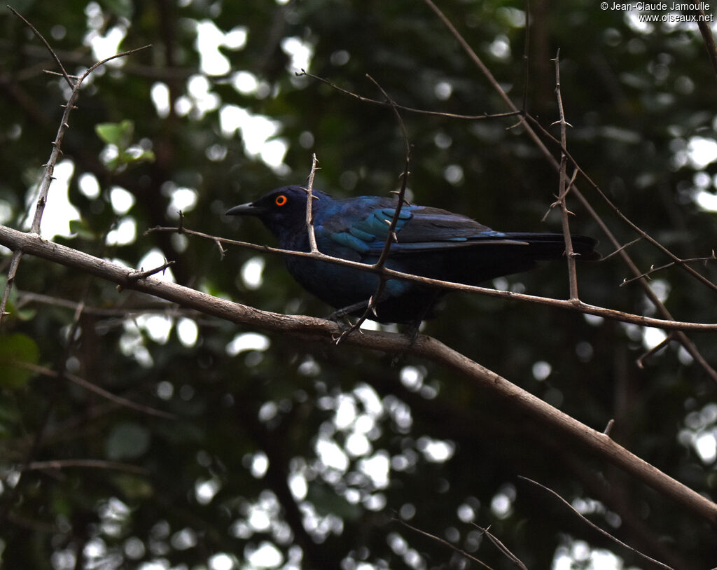 Black-bellied Starling