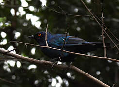 Black-bellied Starling