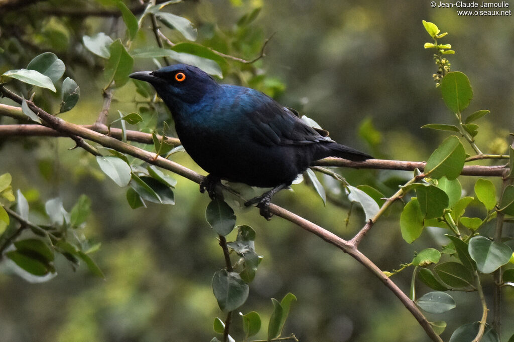 Black-bellied Starling