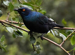 Black-bellied Starling