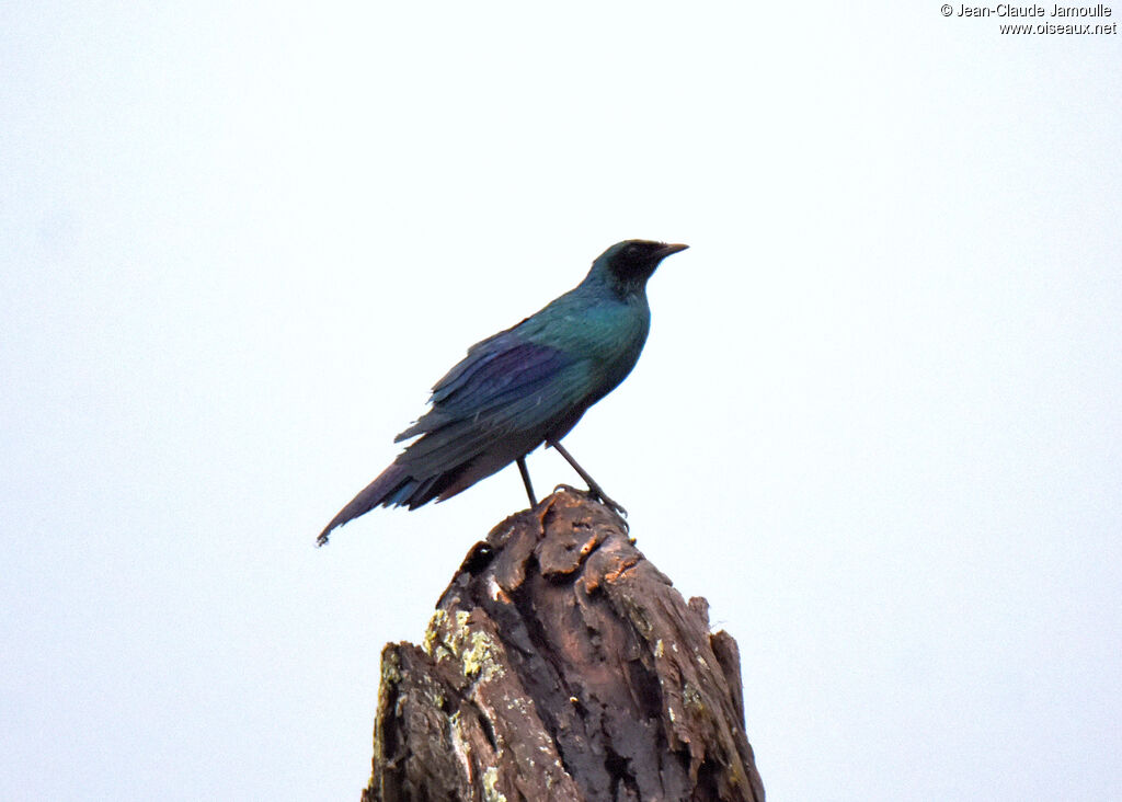 Burchell's Starling