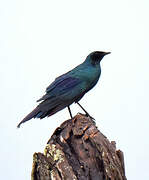 Burchell's Starling