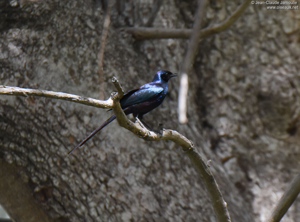 Meves's Starling