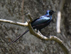 Meves's Starling