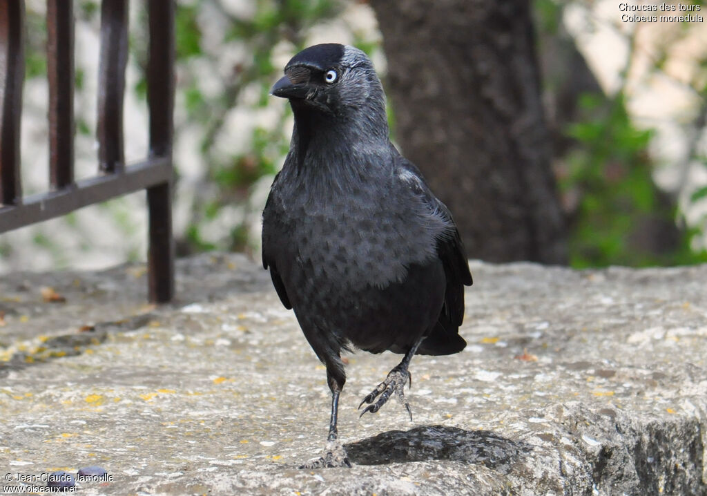 Western Jackdaw