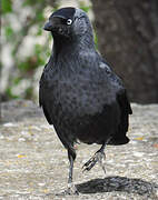 Western Jackdaw