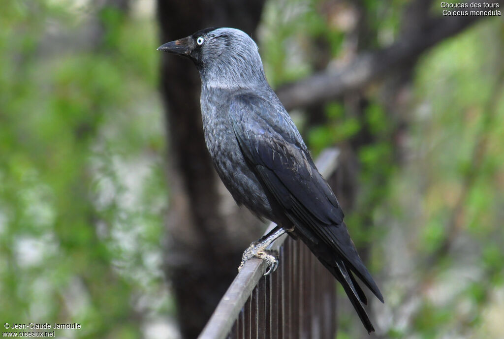 Western Jackdaw