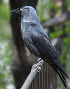 Western Jackdaw