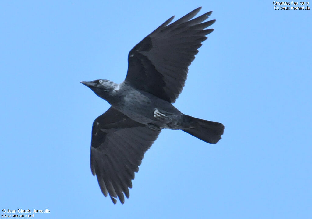 Western Jackdaw, Flight