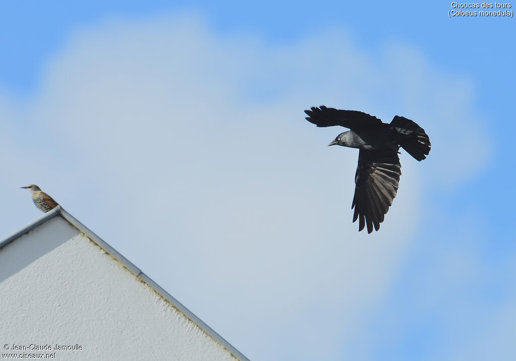 Western Jackdaw, Flight