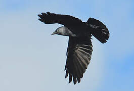 Western Jackdaw