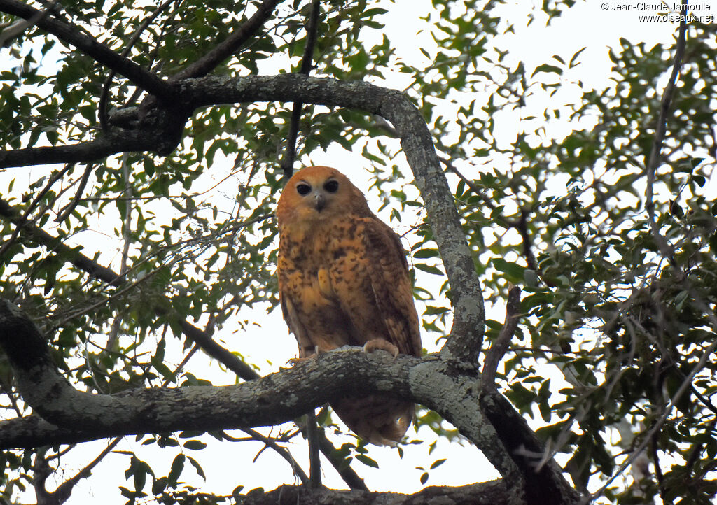 Pel's Fishing Owl