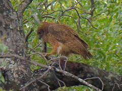 Pel's Fishing Owl