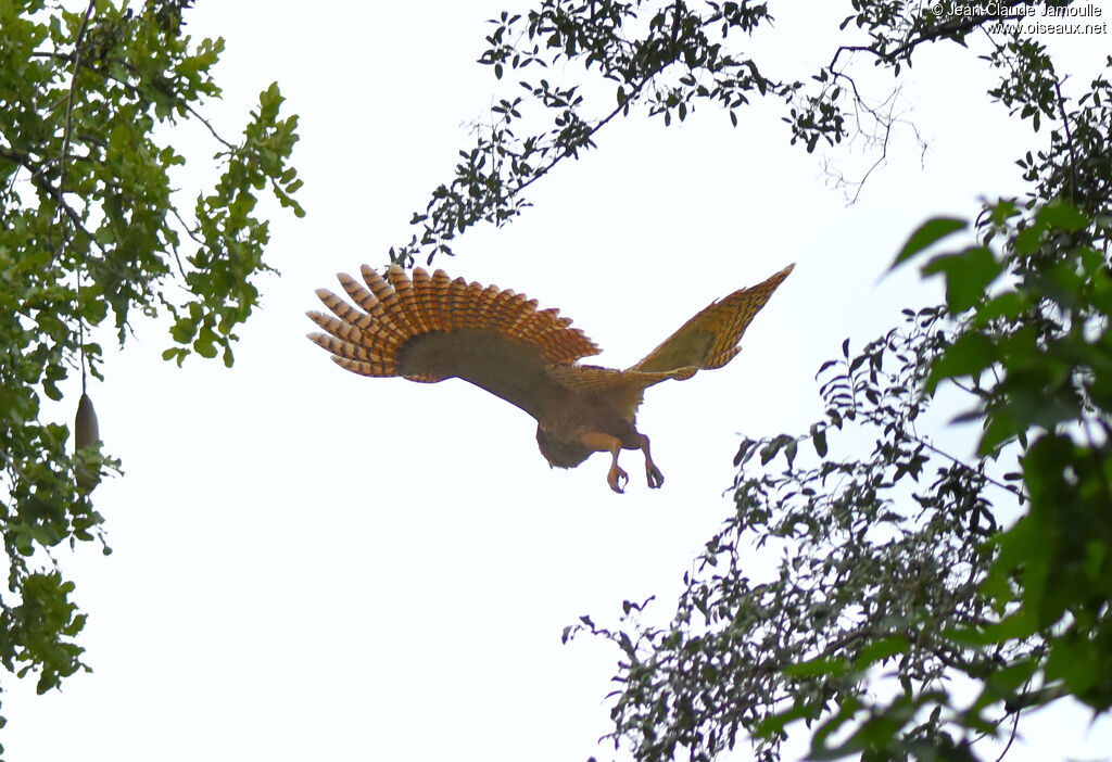 Pel's Fishing Owl