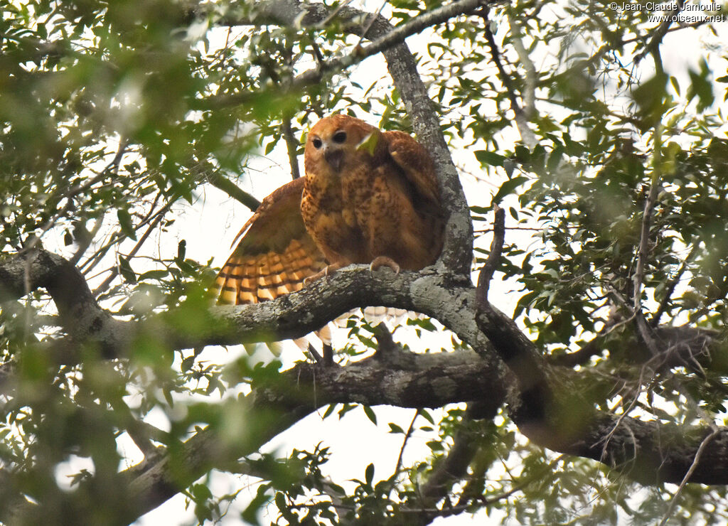 Pel's Fishing Owl