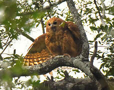 Pel's Fishing Owl