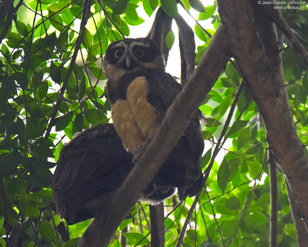 Spectacled Owl