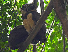 Spectacled Owl