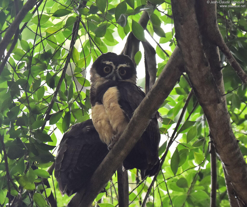 Spectacled Owl