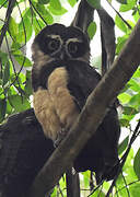 Spectacled Owl