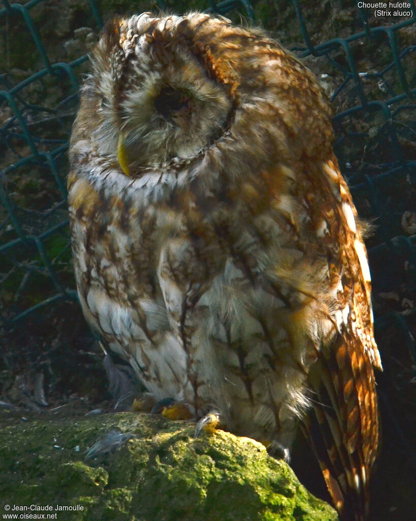 Tawny Owl