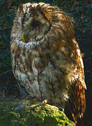 Tawny Owl