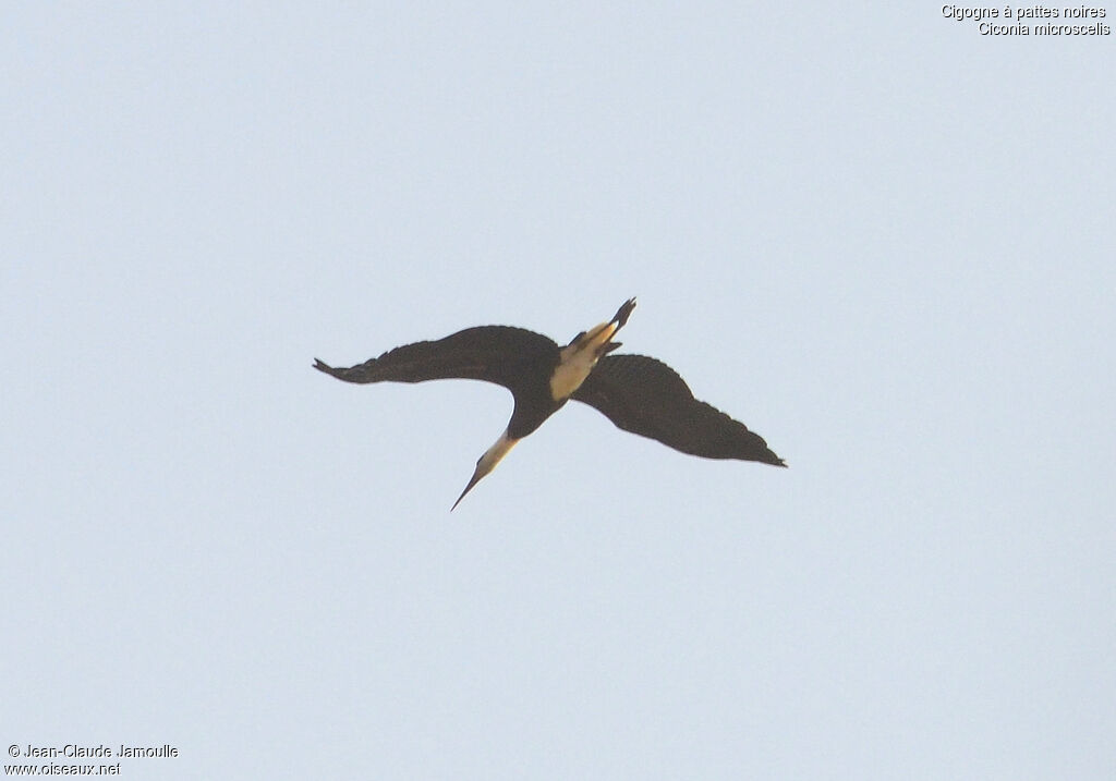 African Woolly-necked Stork, Flight