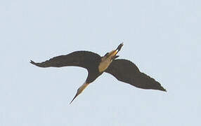 African Woolly-necked Stork