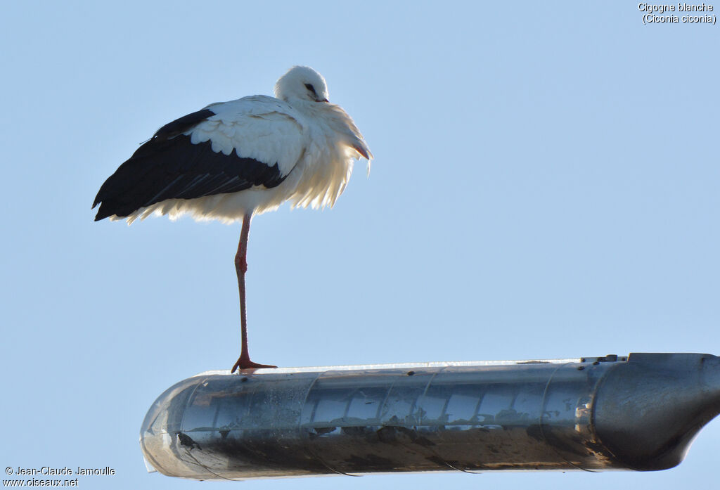 White Stork, Behaviour