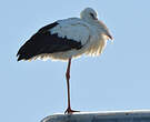 Cigogne blanche