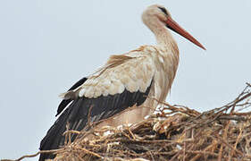 White Stork