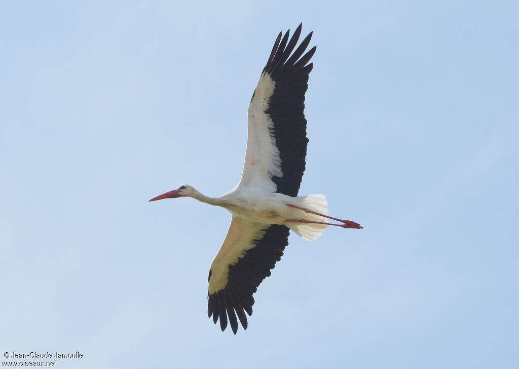 White Stork, Flight